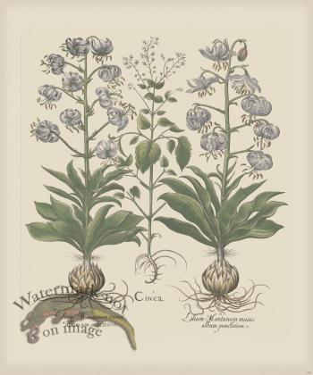 Besler 188 Colored  B2